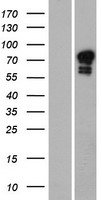 ls342096 golga6 golga6a human over expression lysates nm 001038640 wb testing 1