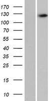 ls342346 c16orf96 human over expression lysates nm 001145011 wb testing 1