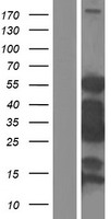 ls342527 smtnl2 human over expression lysates nm 001114974 wb testing 1
