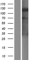 ls342618 slfn14 human over expression lysates nm 001129820 wb testing 1