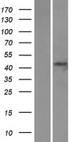 STAC2 Human Over-expression Lysates NM_198993