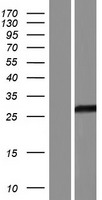 ls342918 c19orf81 human over expression lysates nm 001195076 wb testing 1