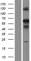 ls342933 zscan5b human over expression lysates nm 001080456 wb testing 1