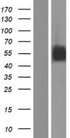 ls343413 fcrl6 human over expression lysates nm 001004310 wb testing 1