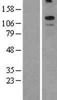 ls343450 kcnt2 human over expression lysates nm 198503 wb testing 1