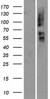 ls343563 or2t29 human over expression lysates nm 001004694 wb testing 1