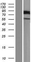 ARHGAP40 Human Over-expression Lysates NM_001164431