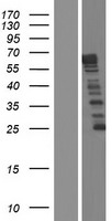 ls344148 nckap5 human over expression lysates nm 207481 wb testing 1