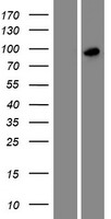 ls344558 sh3rf3 human over expression lysates nm 001099289 wb testing 1