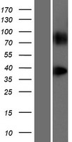 GPR148 Human Over-expression Lysates NM_207364