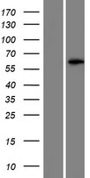 ls344657 lrriq4 human over expression lysates nm 001080460 wb testing 1