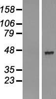 ls344752 aadacl2 human over expression lysates nm 207365 wb testing 1