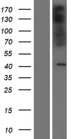 ls344838 paqr9 human over expression lysates nm 198504 wb testing 1