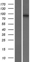 ls345079 ankrd56 sowahb human over expression lysates nm 001029870 wb testing 1