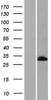 C4orf44 (MSANTD1) Human Over-expression Lysates NM_001042690