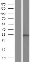 HSD17B13 Human Over-expression Lysates NM_001136230