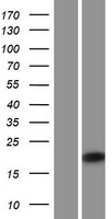 ls345611 irgm human over expression lysates nm 001145805 wb testing 1