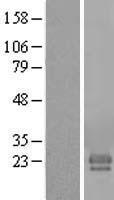 FAM174A Human Over-expression Lysates NM_198507