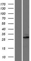 ls345778 mtx3 human over expression lysates nm 001010891 wb testing 2
