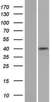 ZNF391 Human Over-expression Lysates NM_001076781