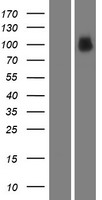 MACC1 Human Over-expression Lysates NM_182762