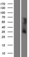 ls346517 or6v1 human over expression lysates nm 001001667 wb testing 1
