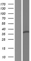 ls346653 fam71f2 human over expression lysates nm 001128926 wb testing 1