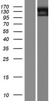 ls347088 gpr144 adgrd2 human over expression lysates nm 001161808 wb testing 1