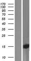 ls347148 qrfp human over expression lysates nm 198180 wb testing 1