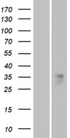 ls347169 or1b1 human over expression lysates nm 001004450 wb testing 1