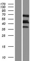 ls347273 cavin4 human over expression lysates nm 001018116 wb testing 1