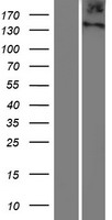 ls347365 itih6 human over expression lysates nm 198510 wb testing 1