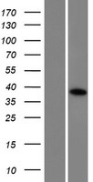 ls347475 ccdc160 human over expression lysates nm 001101357 wb testing 1