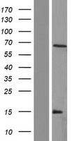 ARSH Human Over-expression Lysates NM_001011719
