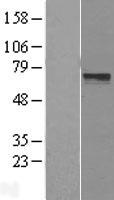 LRRTM3 Human Over-expression Lysates NM_178011