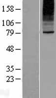 SLC35B2 Human Over-expression Lysates NM_178148