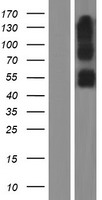 ls347735 serinc2 human over expression lysates nm 178865 wb testing 3