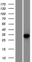 ls347736 txndc6 nme9 human over expression lysates nm 178130 wb testing 1