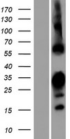 ls348093 rbpms2 human over expression lysates nm 194272 wb testing 1