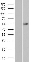 ls348094 ankdd1a human over expression lysates nm 182703 wb testing 1