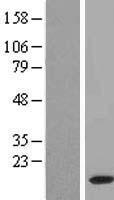 ls348262 fam195b mcrip1 human over expression lysates nm 207368 wb testing 1