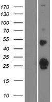 SHISAL2A Human Over-expression Lysates NM_001042693