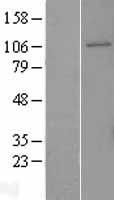 GEN1 Human Over-expression Lysates NM_182625