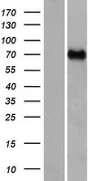 ls348807 ccdc37 cfap100 human over expression lysates nm 182628 wb testing 1