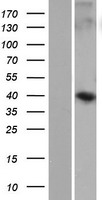 WDR86 Human Over-expression Lysates NM_198285
