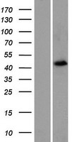 ls349334 foxd4l2 foxd4l4 human over expression lysates nm 199244 wb testing 1