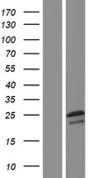 ls349565 nmnat3 human over expression lysates nm 178177 wb testing 1
