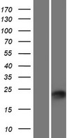 ls349633 plet1 human over expression lysates nm 001145024 wb testing 1