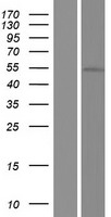 GPR142 Human Over-expression Lysates NM_181790