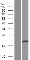 ls352954 castor3 human over expression lysates nm 178831 wb testing 1